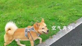 一个狗狗最新爆料视频播放,揭秘宠物界的秘密生活