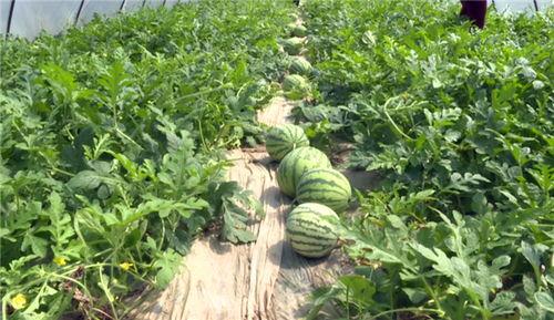 淄博吃瓜爆料事件最新进展